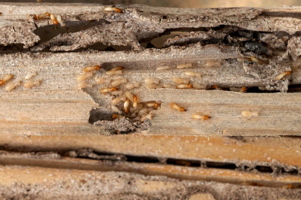 Best Best Pest Control Companies  in Center Point, IA